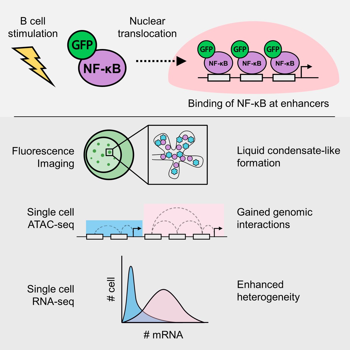 PLOS Genetics tweet media