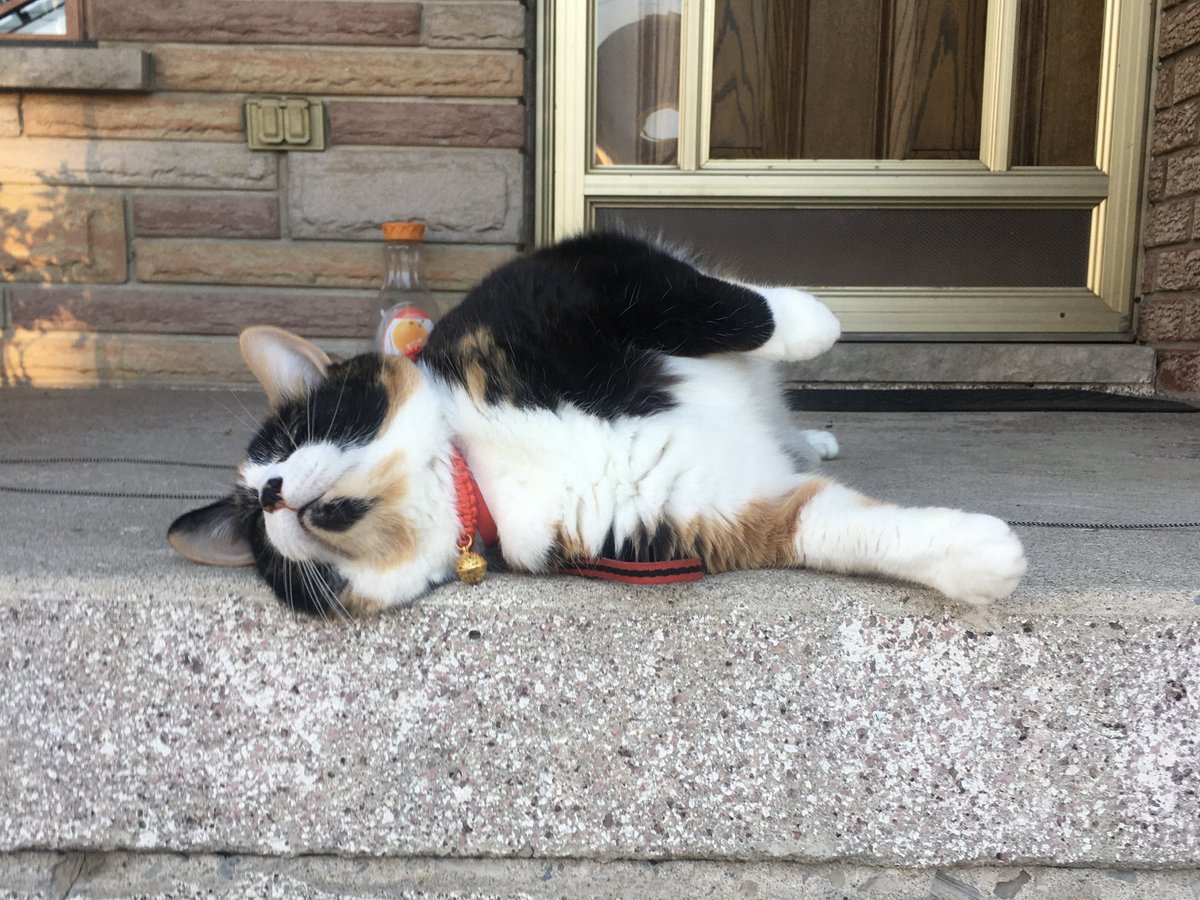 CameronKroetsch's tweet photo. Making memories in the North End tonight with these wonderful people. Residents had a lot to say about street safety and making the harbour swimmable. We can get there, but it’s going to take bold leadership. I’m up to the challenge #HamOnt. #CatsForCameron #DaytimeRaccoons https://t.co/XHSaoDxEaU
