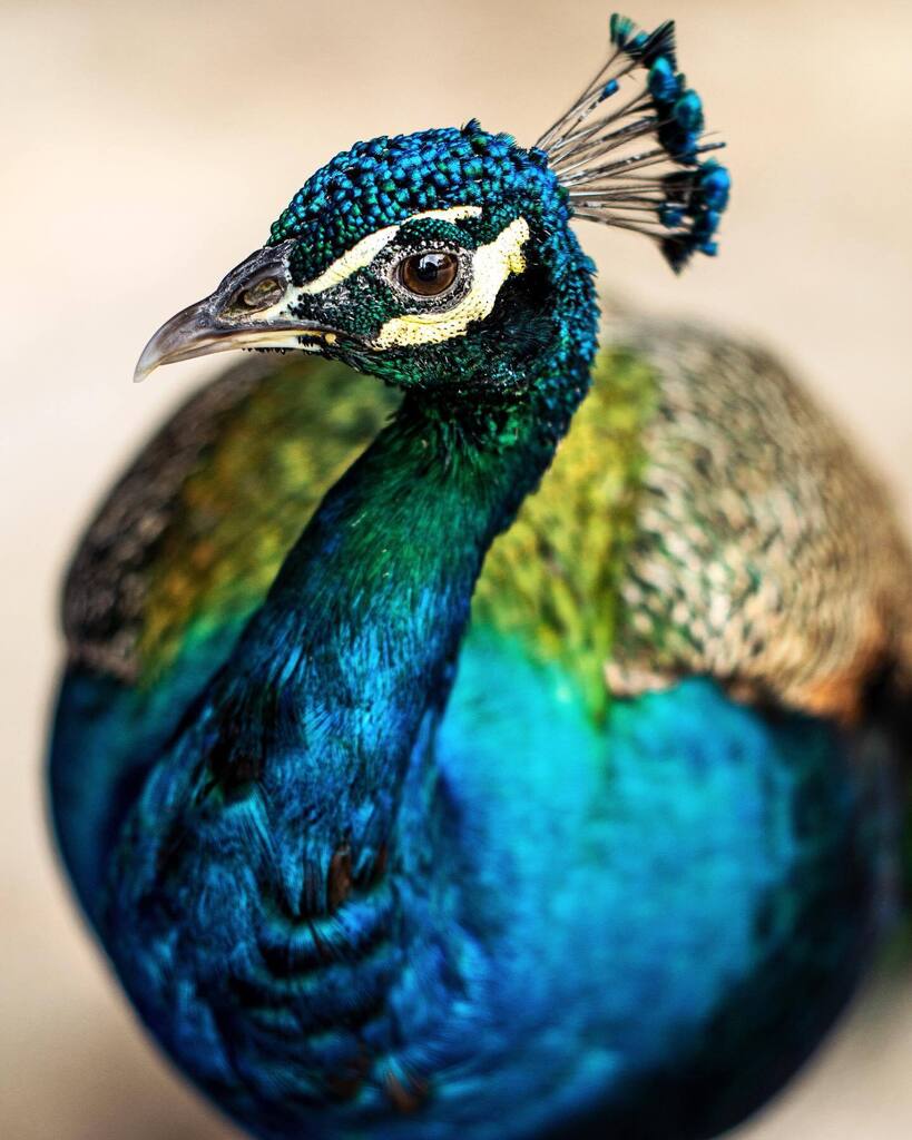 angelafineart's tweet photo. During tomorrow’s free tutorial, we’ll be painting this colorful “Peacock”! It all starts at 6PM CST on our YouTube Channel. 🦚👩🏻🎨👨🏻💻 Can’t wait! - https://t.co/WmqiU3R8Xk - YouTube link in bio!
#paintingtutorial #acrylicpainting #freetutorial #howtop… https://t.co/N1KCHUQhaB https://t.co/UBjpL0eTIB