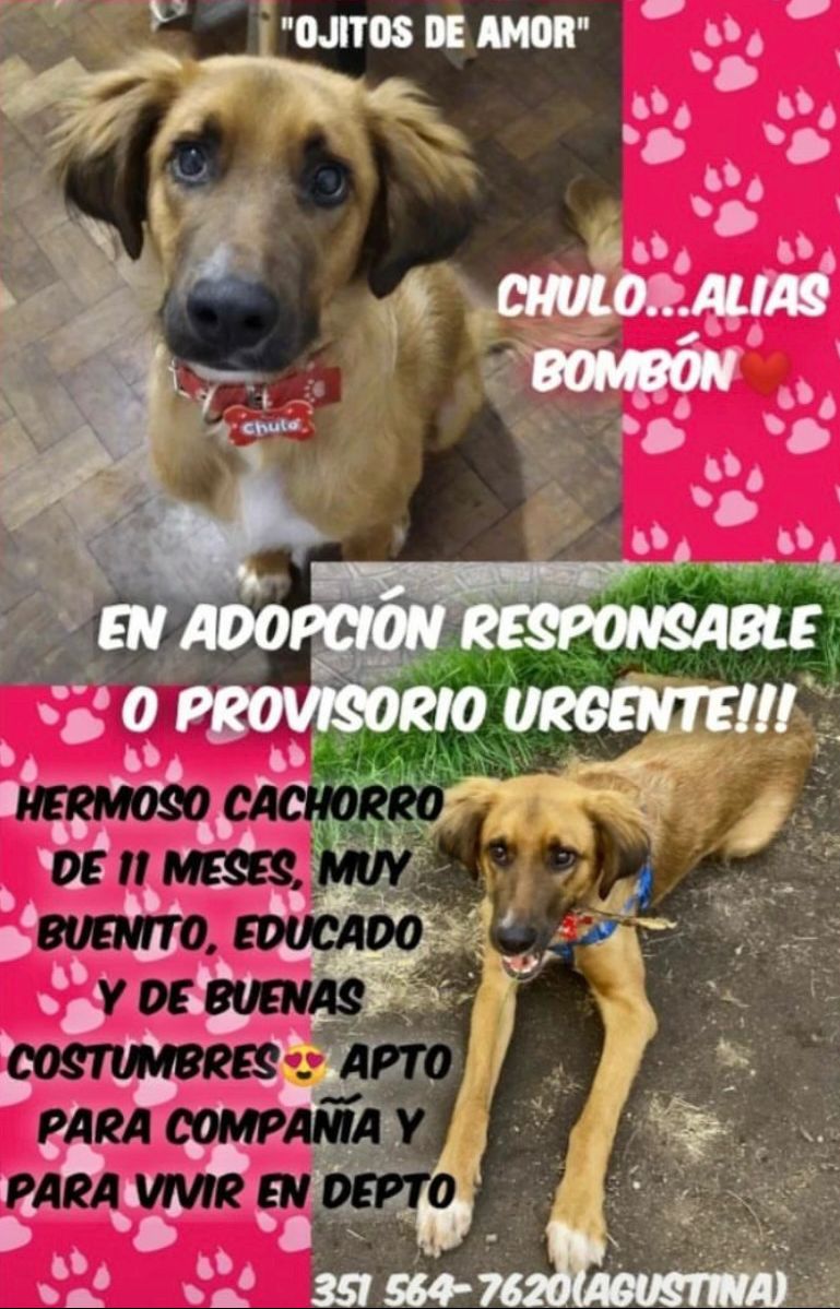 MVictoriaMonea's tweet photo. Chulo busca hogar @VivireNuevaCba https://t.co/ozzjdoAFtk