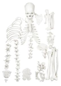 UtSciTA's tweet image. Have you always wanted a skeleton of your very own? (Besides the one that&apos;s inside of you) Now&apos;s your chance to win one! Attend the UtSTA conference on Oct 7th and have a chance to get this beauty! Register now at utsta.org #UtSciEd #scienceeducation #utahteacher