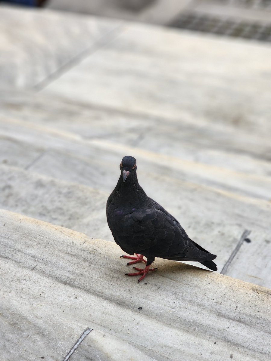 Jenell Pizarro tweet media