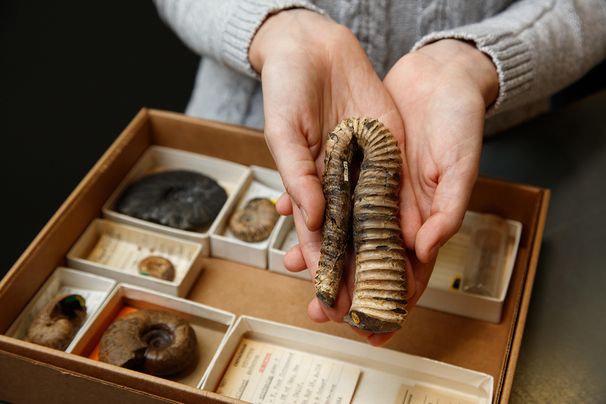 Final week! Undergraduate and graduate students currently enrolled in an accredited degree-granting program, don't miss the submission period for the #NHMLA Collections Study Awards, closing October 1: nhm.org/student-collec…