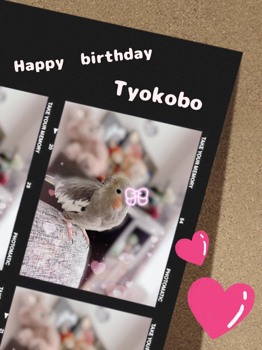 RC091214's tweet photo. 9月12日は、我が家のアイドル
チョコボの3歳の誕生日でした❤️
明日は愛犬の誕生日なので
またお祝いします( ˇωˇ )

#オカメインコ
#誕生日 https://t.co/To96xc0qbW