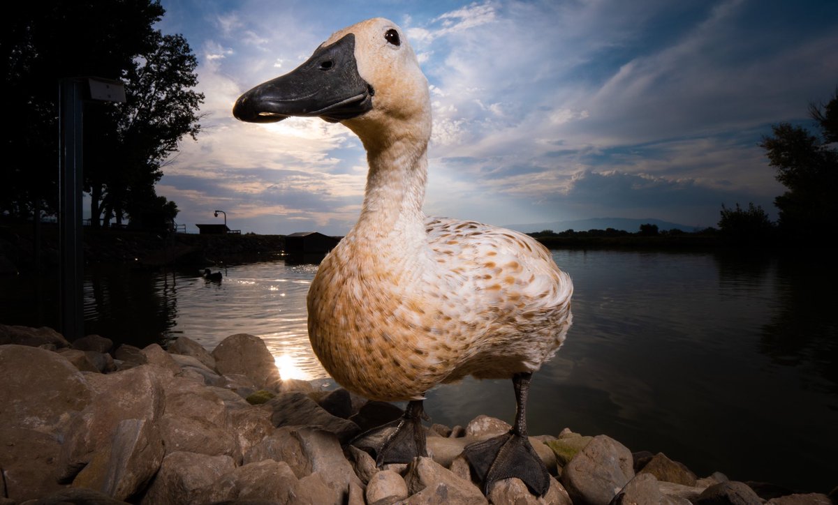 DashDucks.tv tweet media