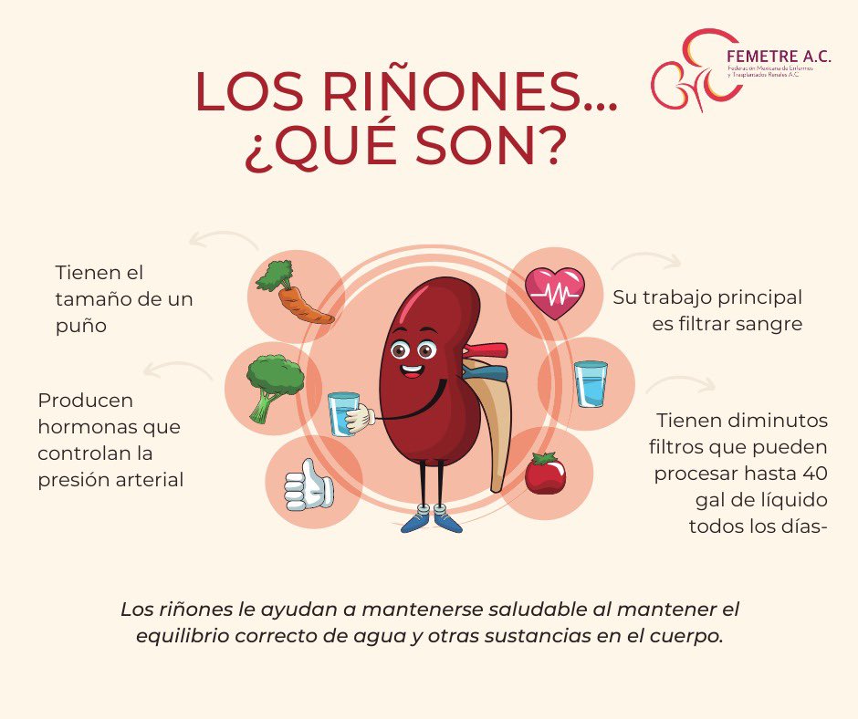 FEMETREAC1's tweet photo. Lunes de conocer a nuestos #riñones 💚 https://t.co/9NBCGB7gMC