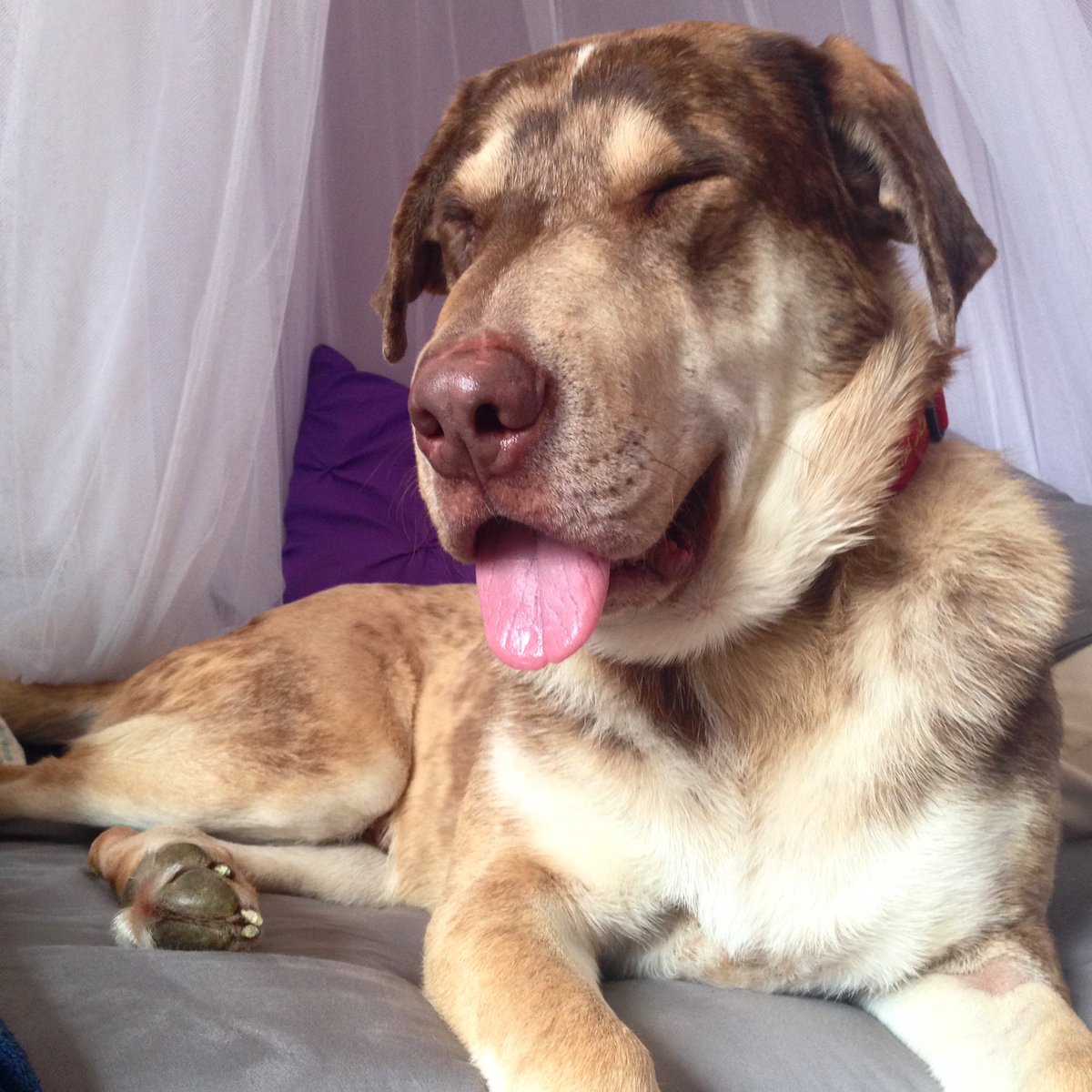 notaproblemgame's tweet photo. Taken on his adoption day in 2016. Now, he’s a finalist for @people’s World’s Cutest Rescue Dog! Read his #rescue story &amp; vote for him daily through 9/28. https://t.co/td2d2v0gdx #rescuedog #adoptdontshop #contest https://t.co/2S71szq4Hf