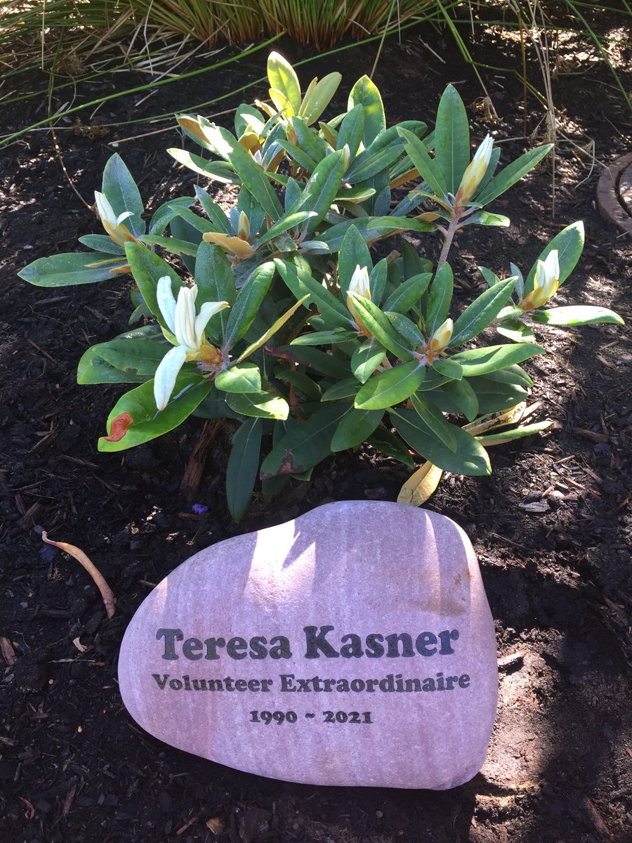 FallsFriendsof's tweet image. On 9/5 we placed a memorial engraved stone in the flower bed in front of the Multnomah Falls Visitor Center in memory of Teresa Kasner for her many years of dedicated volunteer service with the Friends of Multnomah Falls. More here: shorturl.at/act46