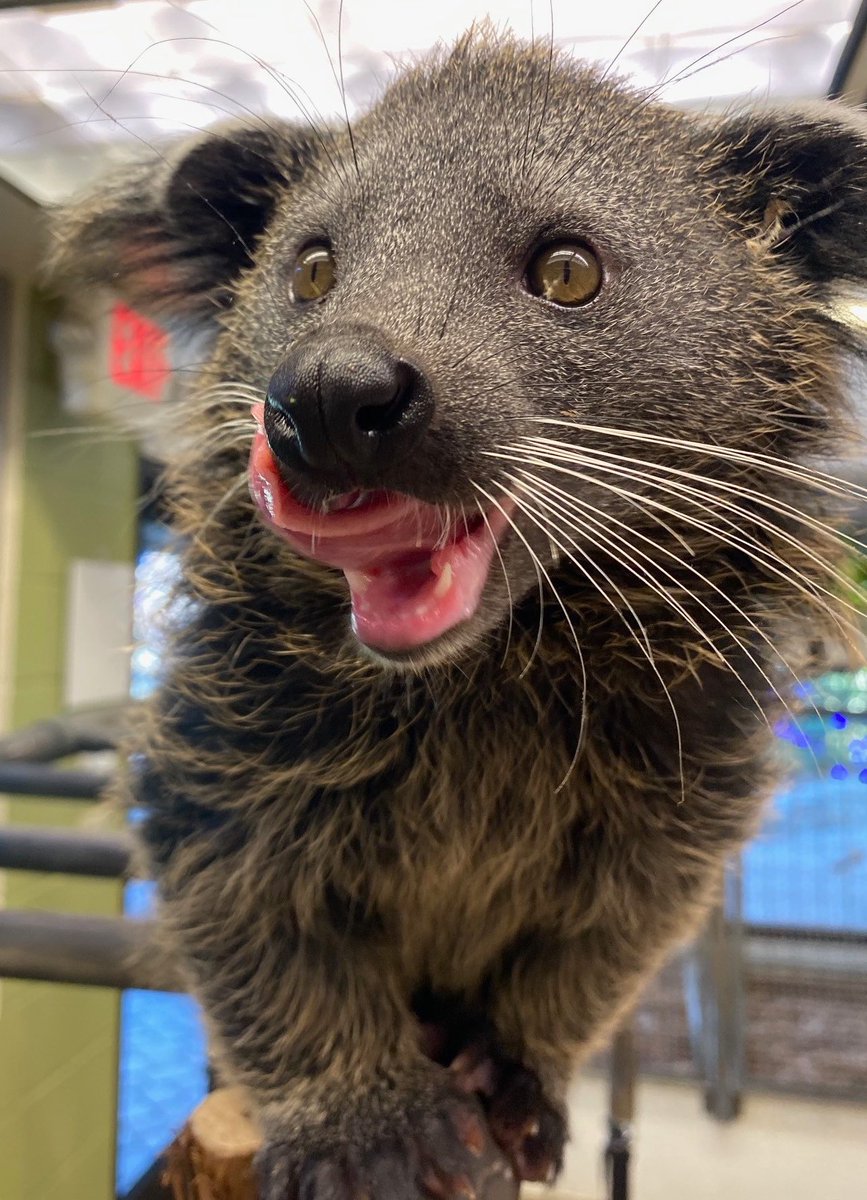 Cincinnati Zoo tweet media