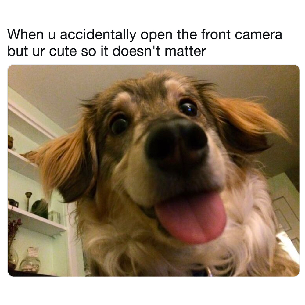 CocktailCritter's tweet photo. Should we make a tiger pin next?? 🐯

#cats #catsofinstagram #wildlife #funnycat #animals #bestcats #perfection #memeoftheday #memes #catmemes #funnycatmemes #catmom #catoftheday #catlife #catlove #funnymemes #catfarts #animalfarts #puppies #dogmemes #dogs #bigcats #tigermemes https://t.co/foOCWCCpwH