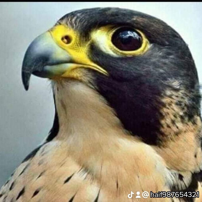 #صورة_ملف_شخصي_جديدة