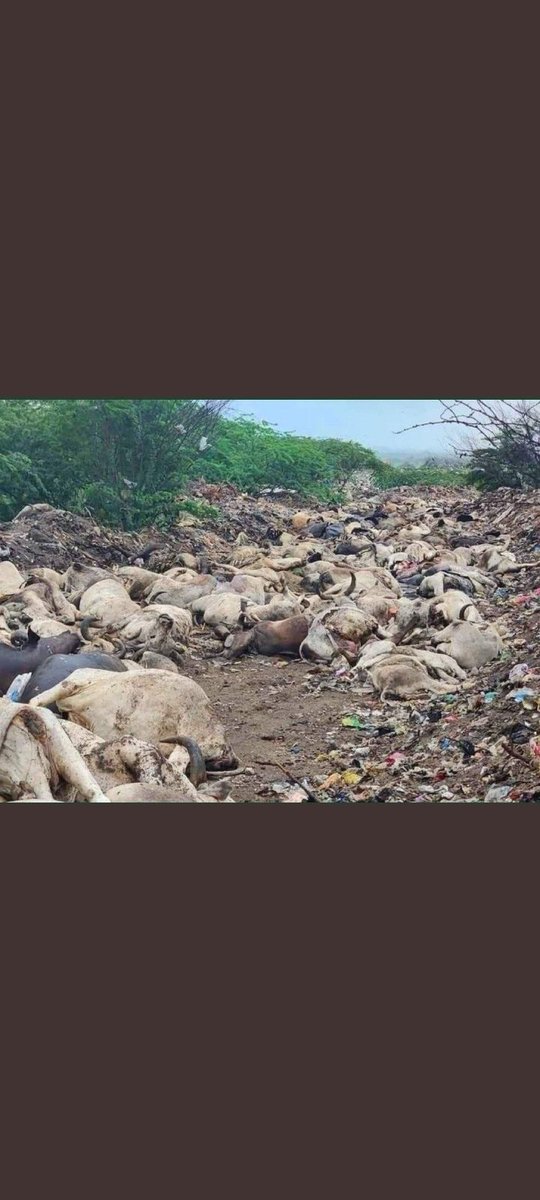 Pukhraj04559680's tweet photo. #SaveCowSaveRajasthan @SanwariyaSeth_g @narendramodi @ashokgehlot51 @Bhilwarahalchal @BJP4Delhi @BJP4Rajasthan @News18Rajasthan @ZeeNews https://t.co/GDozaJOUKE