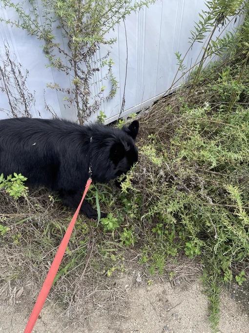 犬茂みに行くから葉っぱまみれ 