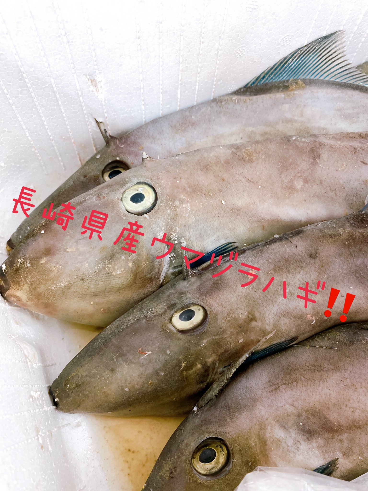 カワハギ好き Twitter Search Twitter
