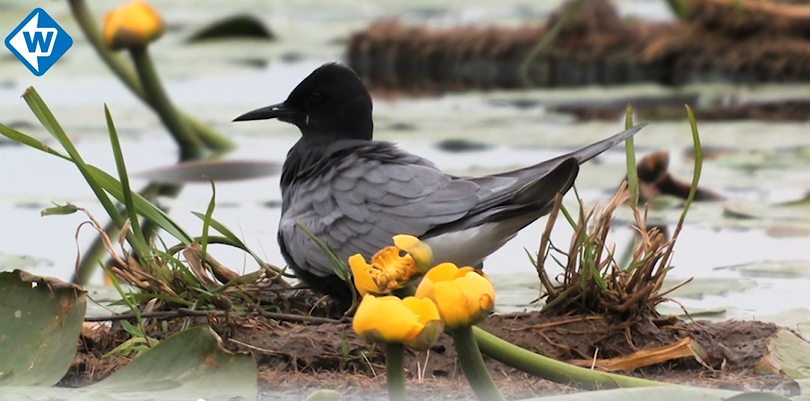 Provincie Zuid-Holland tweet media