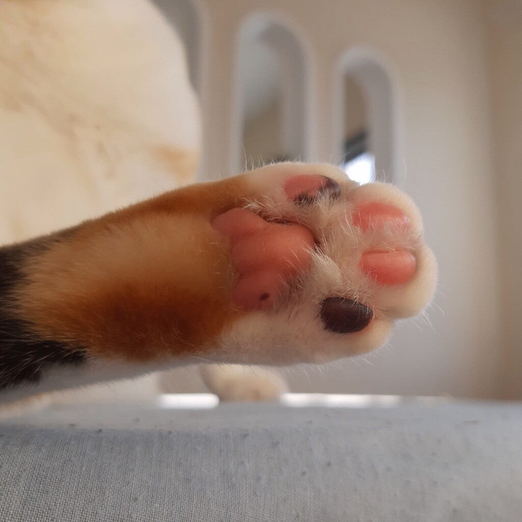 kitcatpuzzle's tweet photo. 🐾❤

#toebeantuesday #catlife #toebeans #calicocat #lowfive https://t.co/6efYbqSO5M https://t.co/Mw8MZgyRAD