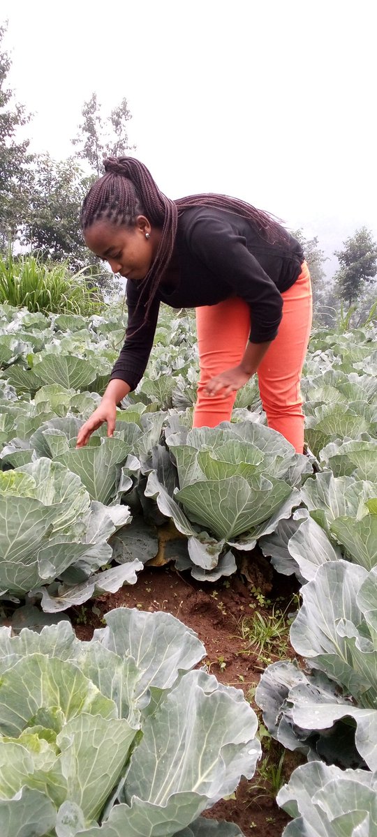 ShimoYvette's tweet photo. #scouting field is crucial and needs to be taken over time, to ensure effective health status of crop.
#YOUTH , let us  put together in growing healthy food to feed our community at large. https://t.co/bkJCv0hrqW