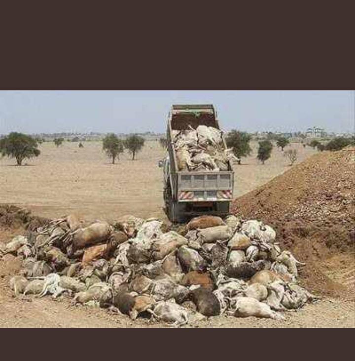 #लम्पी से मर रही लाखों गायें हमसे सवाल कर रही है कि आखिर हमारे लिए आवाज़ कब उठेगी?
तो अब देर मत कीजिये लम्पी को #राष्ट्रीय_महामारी घोषित करवाने के लिए अपनी जिम्मेदारी समझते हुए आवाज़ बुलंद करें 🙏

#SaveCowSaveVillages
#SaveCowSaveVillages
#SaveCowSaveVillages

<a href="/PMOIndia/">PMO India</a> <a href="/RajCMO/">CMO Rajasthan</a>