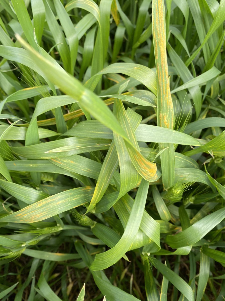 Variety and Disease Super Site progressing nicely, UTC going to look quite ugly come field day in a couple of weeks. New coded formulations leading the way so far for control.