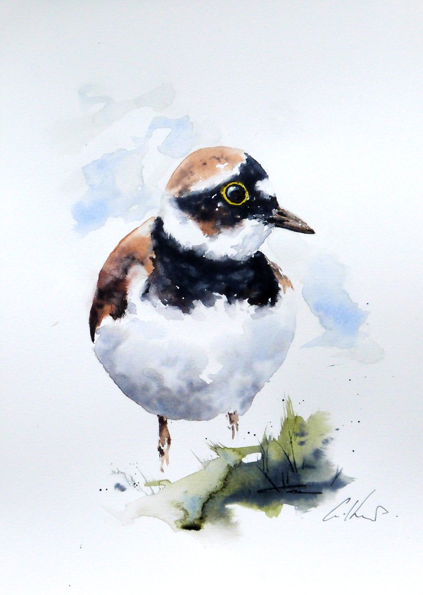Ringed Plover, watercolour. #watercolour