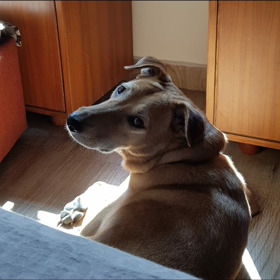 CalChange's tweet photo. You called?  ❤️
#dogs #dogsoftwitter #pets #doglove #petlove #love #compassion #kindness #animals #unconditionallove https://t.co/uR0mMKSKGX