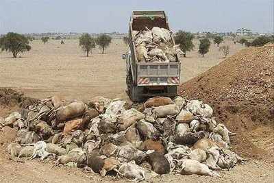 अगर ऐसी तस्वीरें देखने के बाद भी हमारा ज़मीर नहीं जागता हैं तो हमारे अंदर की इंसानियत पर प्रश्नवाचक चिन्ह खड़ा हो जाता है
आओ सब मिलकर सरकारों को जगाने का काम करते हैं
लम्पी को राष्ट्रीय महामारी घोषित करने की मांग को और बुलंद करते हैं
सभी #SaveCowSaveVillages पर साथ दे 
<a href="/PMOIndia/">PMO India</a>