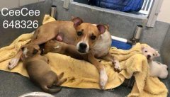 psychicwhisper3's tweet photo. 🎯CEE CEE & 3 BABIES💔#A648347 Been At #SA Since 8/27 NOW They Can Be☠️🪦 At Any Moment❌URGENT❌All In Jeopardy⚡️
💜CEE CEE Is 4 Yrs Old #FOSTER RESQ ONLY
Contact:📧placement@sanantoniopetsalive.org
☎️210-207-4738
Please Help To #SaveThisFamily By #RT #PLEDGE4RESQ🆘⚡️💕🐾🇺🇸💜🙏 https://t.co/jIzGefIcwj