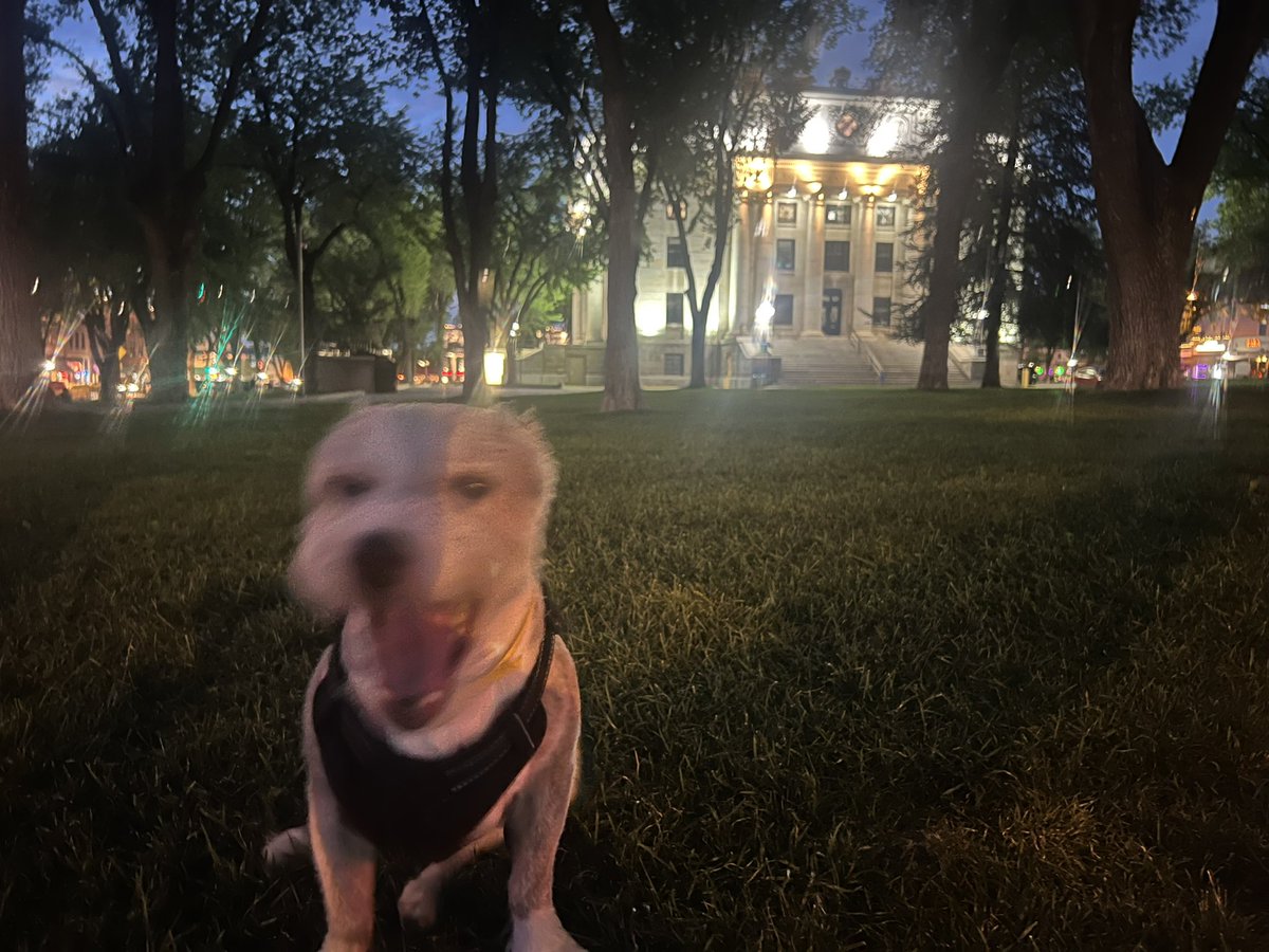 thegooddogclub1's tweet photo. #KingSam #SWTour #DogKing #nft #NFT @thegooddogclub1 @TruthTheSource #prescot #az https://t.co/RTiBp4EtK0