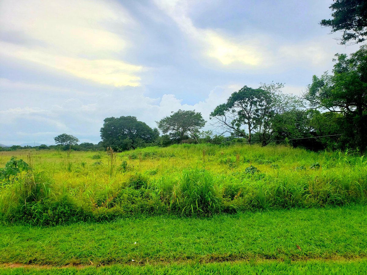 FINCA A 20 MIN DE SANTIAGO VERAGUAS; Finca plana de 7.88 Hectareas en toda la via principal en El Llanillo de Los Algarrobos a 20 minutos de Santiago de Veraguas. 120mts lineales de frente de la carretera de El Llanillo que conduce hacia Soná.