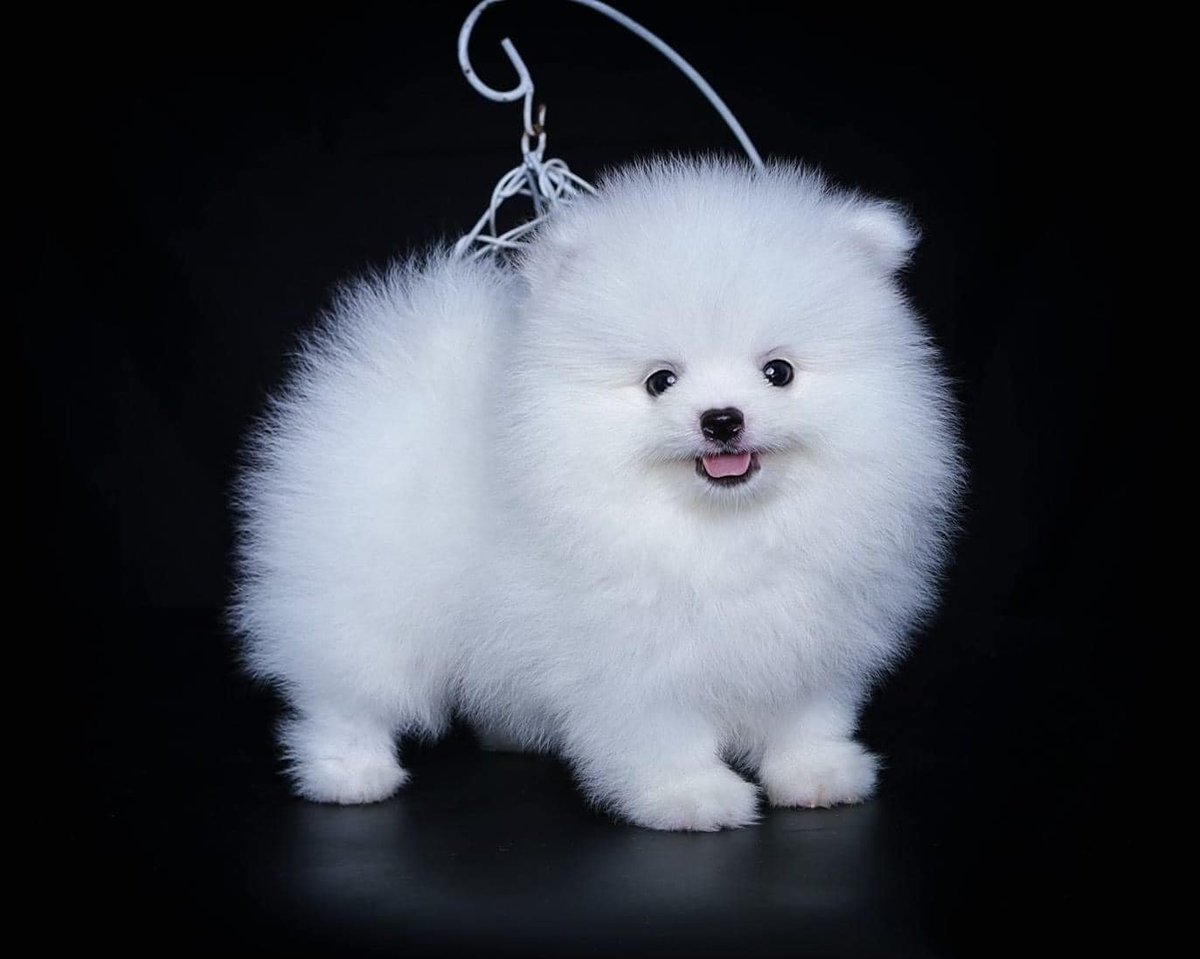 Dong Mei (@maryaml47829934) on Twitter photo 