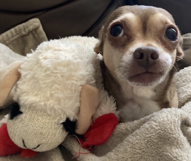 Chica the chihuahua and crew tweet media