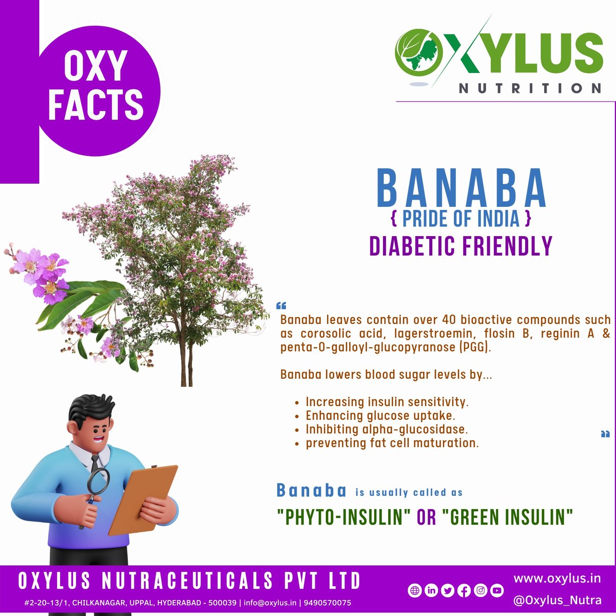 Banaba (Lagerstroemia speciosa L.) leaves contain over 40 bioactive compounds (Corosolic acid) which helps to lower blood sugar levels. #oxylus #diabetes #greeninsulin #phytoinsulin  #oxylusnutra #nutrition #health #pavankumarmakani #dietarysupplements #india #banaba #oxyfacts