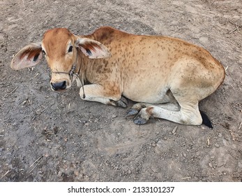 GangapuraL's tweet photo. The Central Govt. are urged to take necessary steps to save the affected cows by declaring lumpy skin disease as an epidemic,to provide financial and necessary assistance and to cooperate in effective control of the disease.
 #SaveCowSaveVillages
@TheUpenYadav 
@narendramodi https://t.co/8XuWHqMsfV