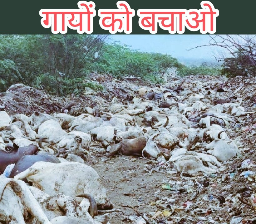 GangapuraL's tweet photo. #SaveCowSaveVillages

&amp; Save HIndu Civilization 🙏

CM @ashokgehlot51 pls do press conference and update whole nation about it https://t.co/2IHsgJaQef