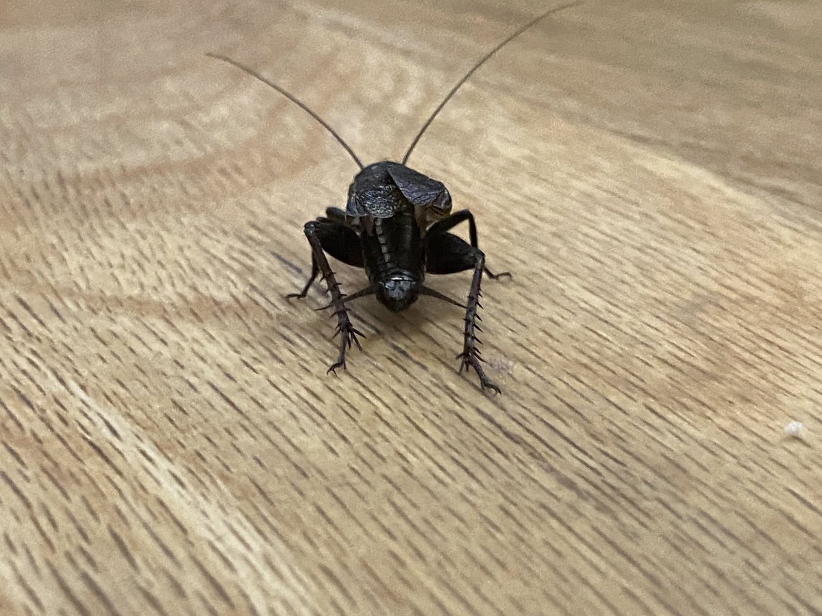 Kathy Ditto tweet media