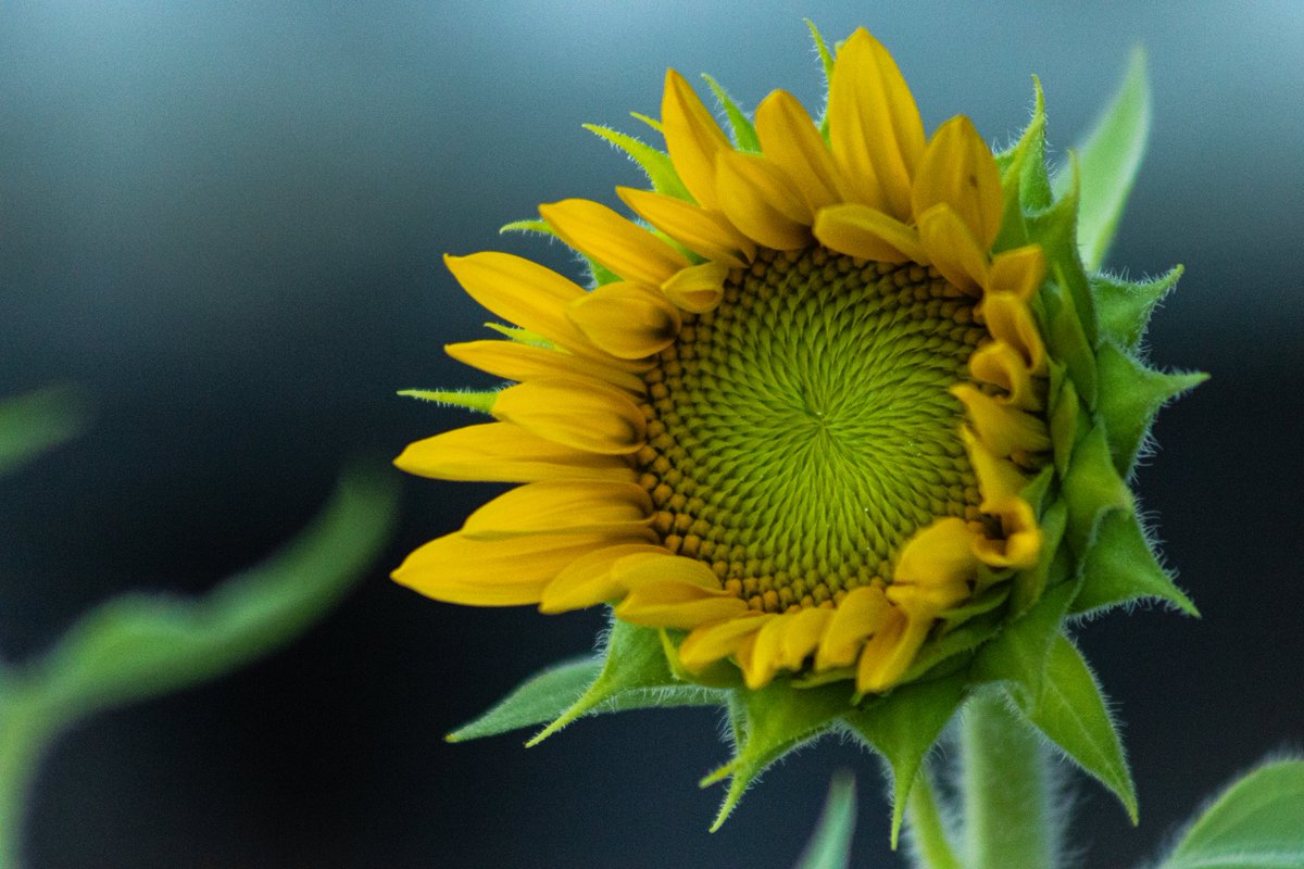TrachselOne's tweet photo. 👉 Check out our website👇 😁
https://t.co/UMgkEtIVY3
#NatureBeauty #Vibrant #Flowers #Plants #Like #Love #Photography #Forest #Landscape #DailyUI #Outdoors #Flowersonfriday
#Colors #Green #Yellow #Awesome #Foryoupage #Tweetme #folloami https://t.co/bm9HGghHDv
