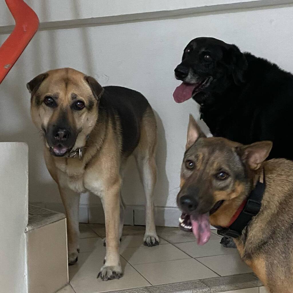 dogjournals's tweet photo. 👅 Happy #tongueouttuesday everyone! 👅  #tot #Flanders_sht #Sophie_sht #Mara_sht #hot #adoptdontshop #mongrels #mixedbreedsofinstagram #muttskickbutt https://t.co/Idb2lPJVcB