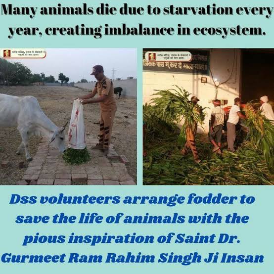 Tisha_Aroraa's tweet photo. Just like us, animals also deserve a life of respect and care. @derasachasauda promotes empathy and compassion for all animals. The Dera volunteers take an active part in animal welfare following the teachings of Saint @Gurmeetramrahim singh Ji insan
#ActOfKindness https://t.co/ccVdwQAGSj