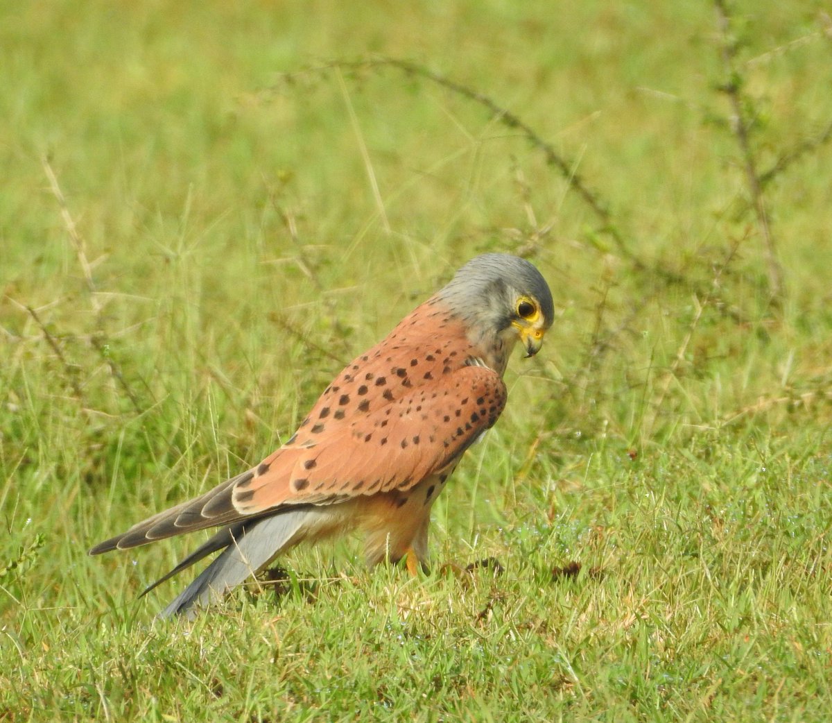 The common kestrel is one of my favourite #birds because their valor is uncommon. This small raptor doesn't take crap from intruders, even eagles thrice their size. Do they always win? Perhaps not. But to stand up and fight is already a victory of sorts.

#Chennai #BirdsofChennai