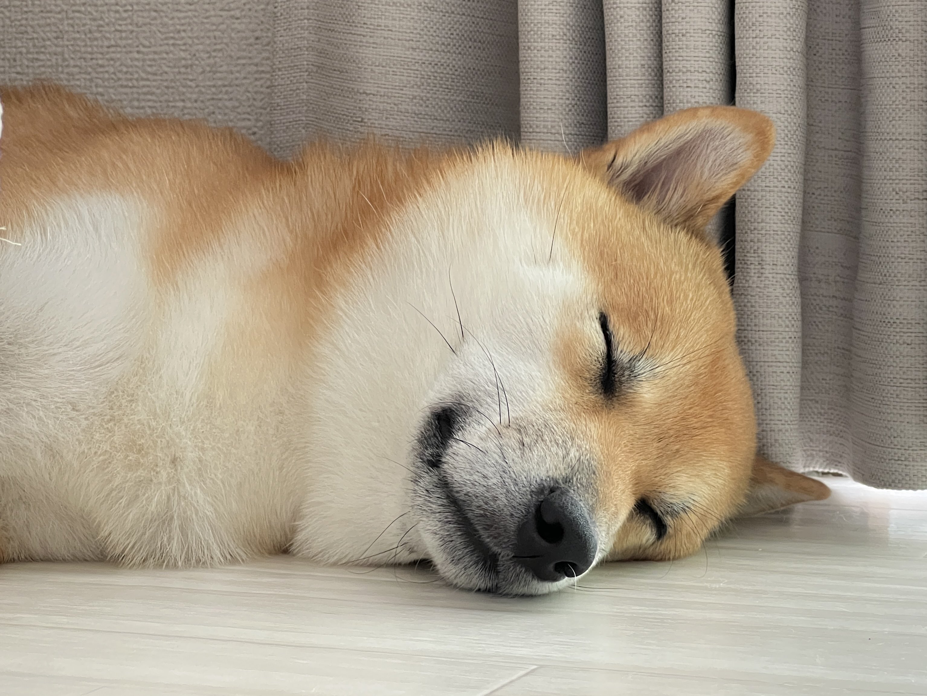 柴犬ふう太 on X: 