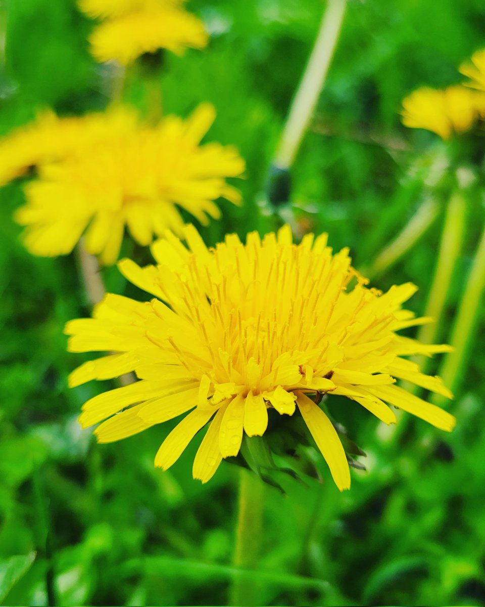 StormyBrook2's tweet photo. #foodforbees #Wildflower #wildflowerhour #wildflowers #DandelionHarvest #dandelion #plants #flower #NaturePhotography #nature https://t.co/7nMvHrWMVy