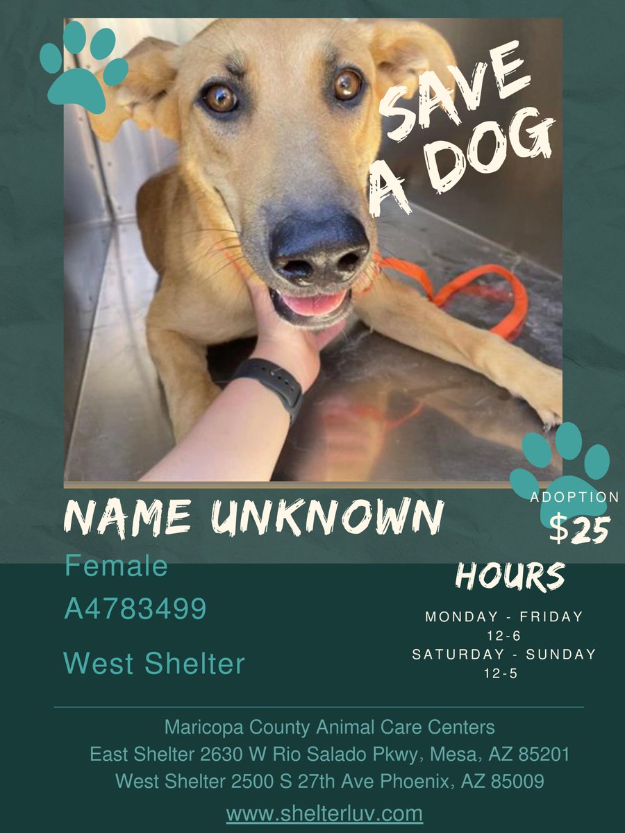 shanleefit's tweet photo. @maricopacounty @MCanimalcare Urgent Rescue Needed! Adopt or Foster ASAP! Set for euthanasia tomorrow! 

https://t.co/XmMwrn3iCp…

#maricopa #arizonadiamondbacks #arizonacardinals #phoenix #phoenixsuns #dogsoftwitter #AdoptDontShop https://t.co/VxkvZfczVQ