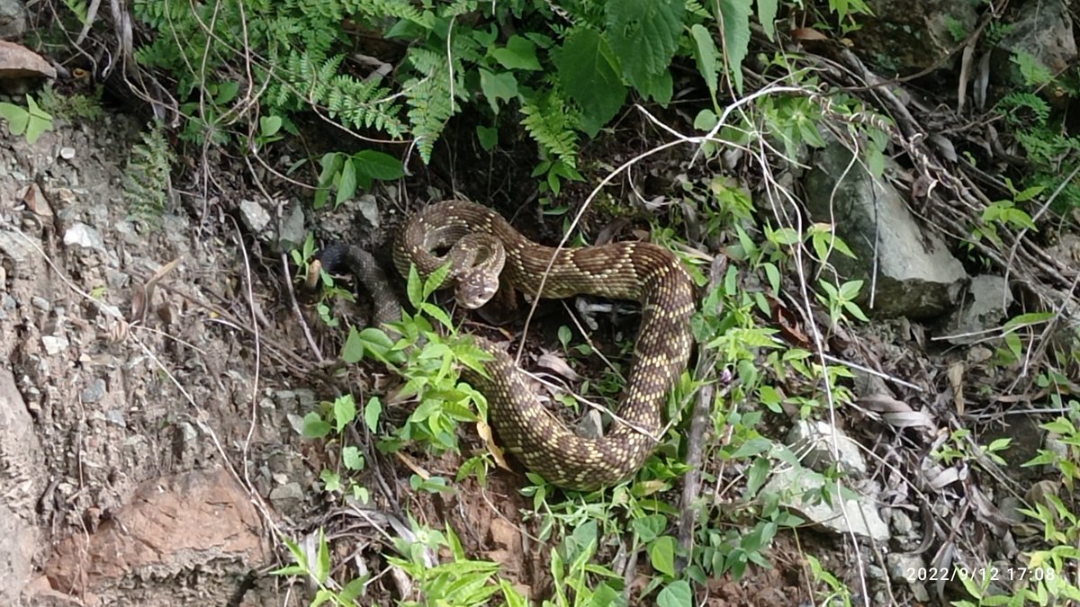 Happyfarmmer's tweet photo. Primera vez que veo una serpiente venenosa frente a frente y fue muy emocionante. 
Su cascabel sonaba muy amenazante @Herpeto_cosas. Guanajuato México. https://t.co/MxOFRqvLpn