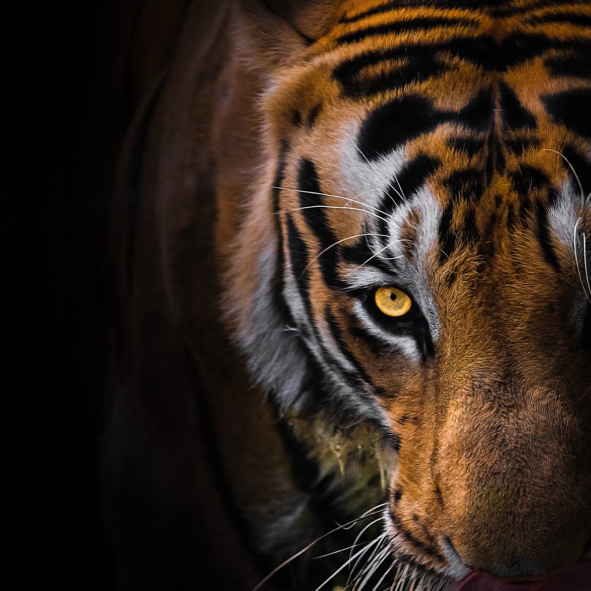 I want to start a series about different genres of photography and why it is one of the purest form of art and deserve much more respect. 
Today its about wildlife.
Wildlife Photography - Why is it just not clicking the shutter  🧵🧵🧵