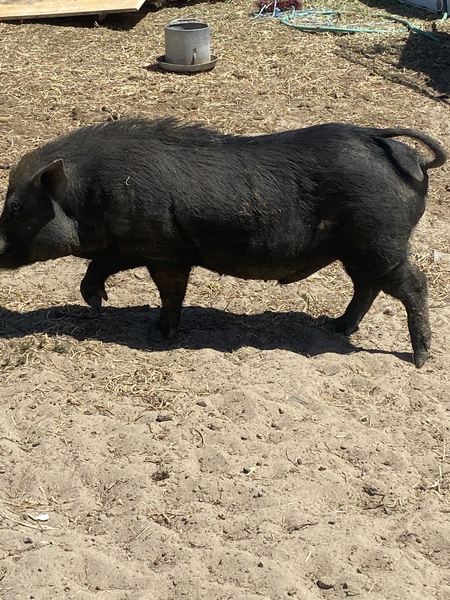 Netza_Sanchez's tweet image. Macumba!