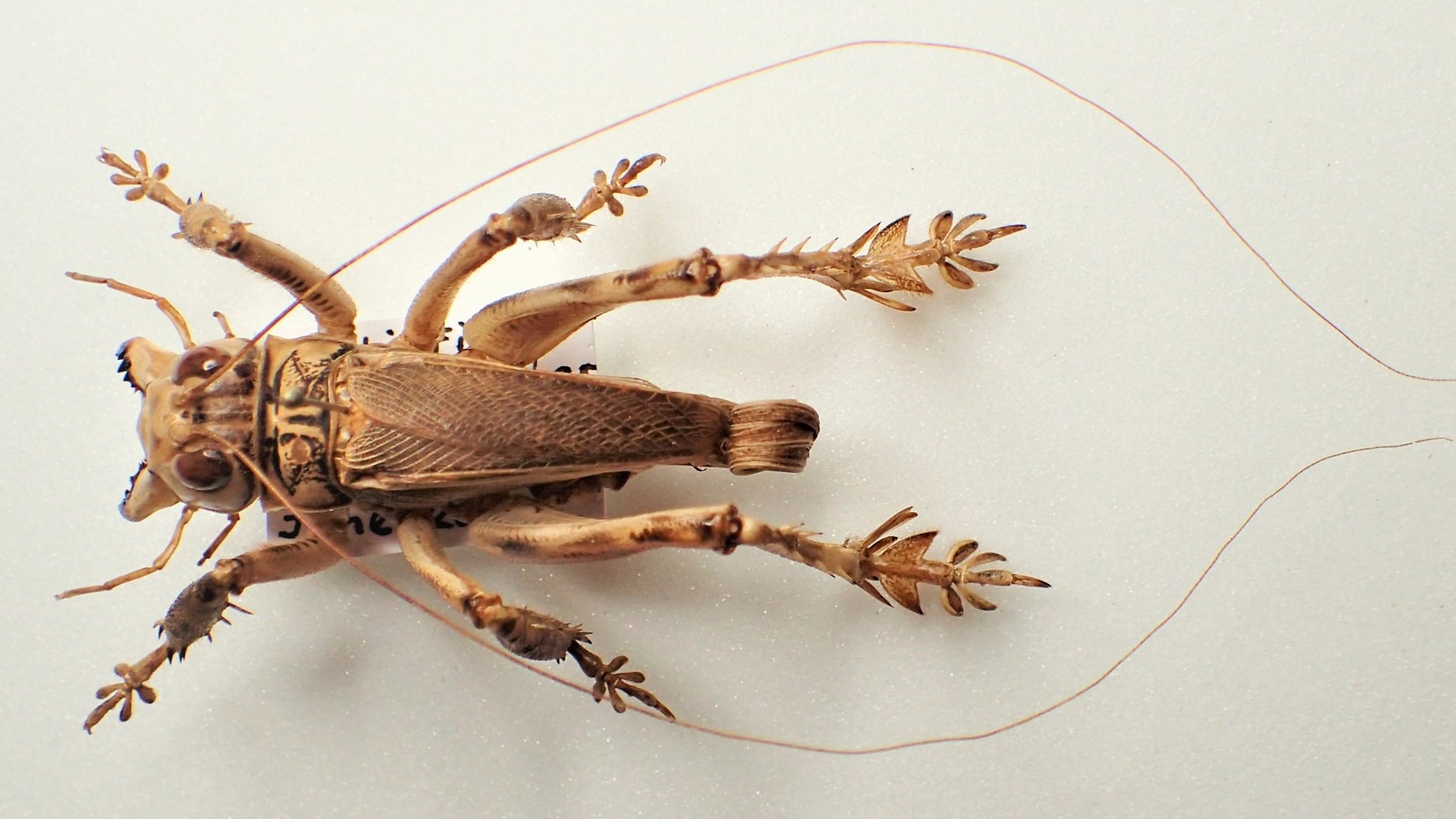 Bug's collector on X: 
