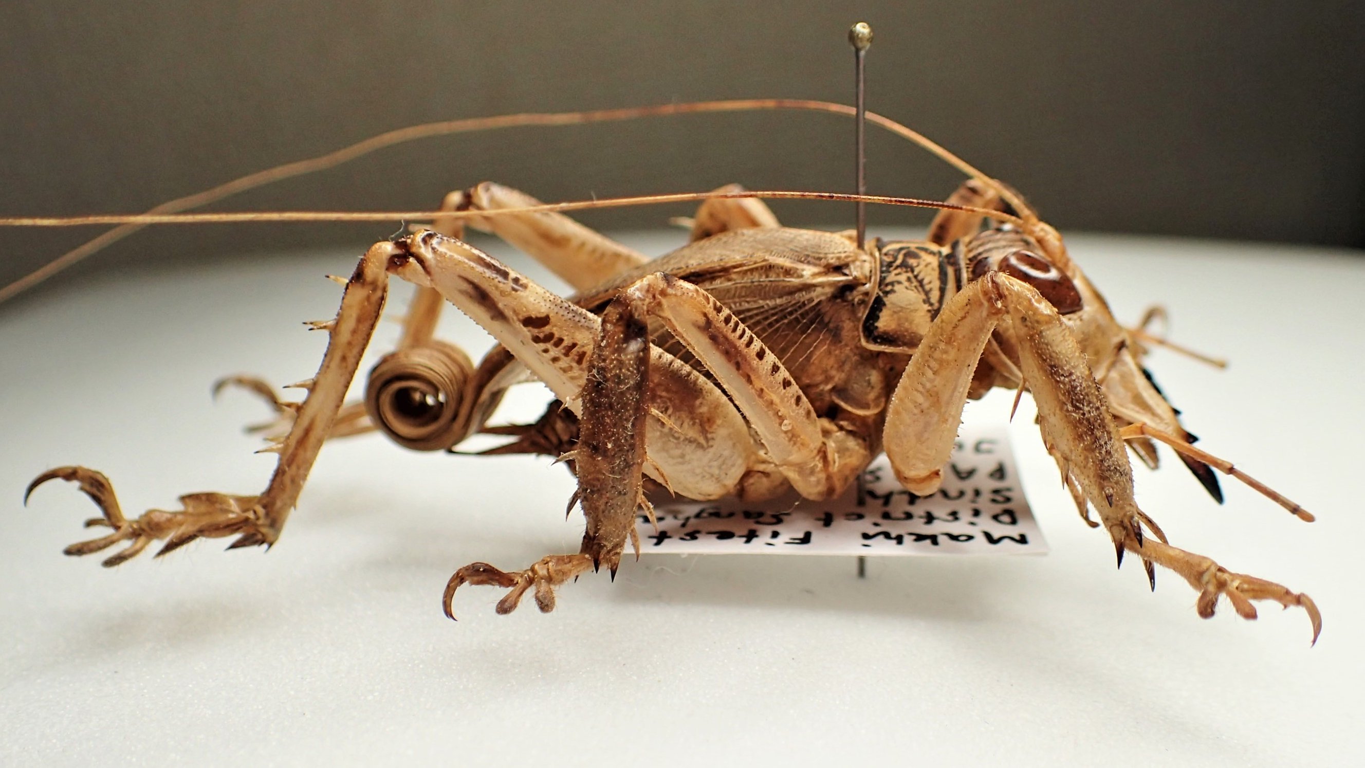 Bug's collector on X: 