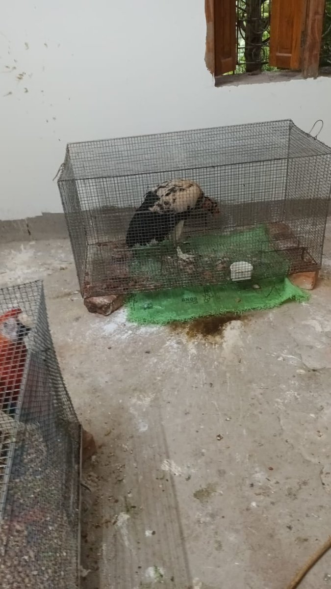 kolkata_customs's tweet photo. Acting on specific intelligence, on 12.9.22 the sleuths of #PreventiveCommWB intercepted & seized a consignment of 9 exotic birds (6 Scarlet Macau, 2 Yellow Nept Amazon & 1 American King Vulture) illegally smuggled into India from Bangladesh near Majhdia @cbic_india @PIBKolkata https://t.co/QvF0Ukpd2H