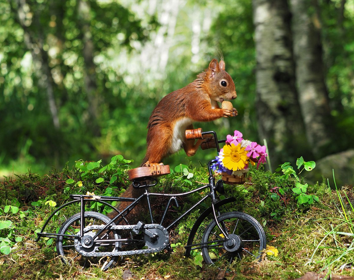 AndreassenLena's tweet photo. Noldus is going out an a bike trip 😍🤣
Jæren Norway 2022
@ThePhotoHour
#SQUIRRELGANG
#squirrel
#SOFD
#squirrelscrolling https://t.co/gusvX6wAe4