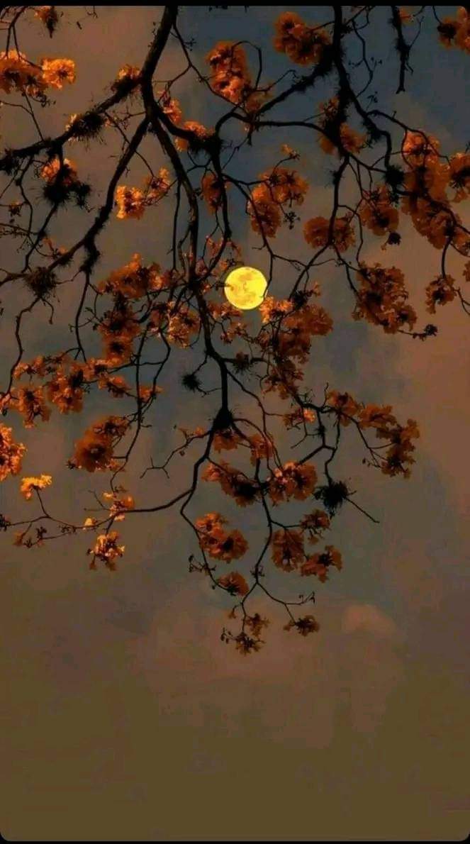 لصباح صوتٌ
لايسمعهُ إلا من إستيقظ
ولليل هدوءٌ يدركهُ ساكنيه
#صبحناكم